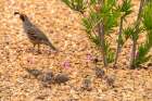 USA, New Mexico. Gambels quail male and chicks. Art Print